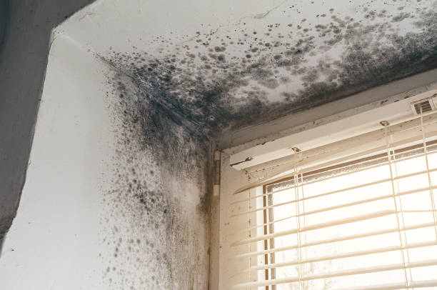 Affordable Mold Cleanup solutions in Beverly, MA